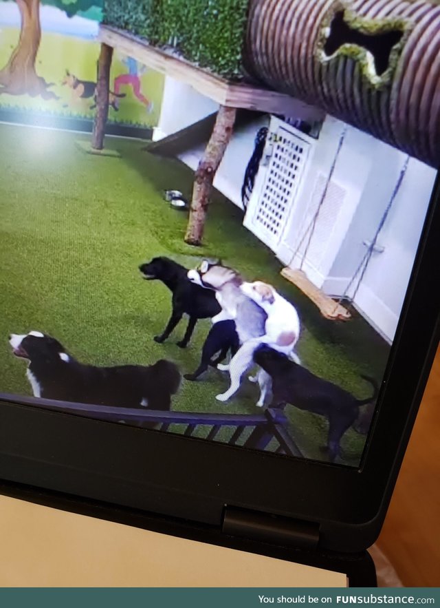 Scouts first day at doggy daycare seems to be going well