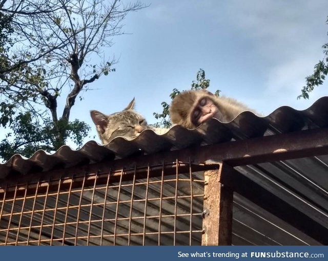 Hey ! This is my rescued cat who has become best friends with the one handed monkey