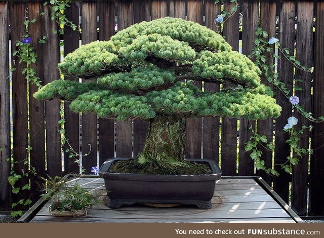 This Bonsai tree was planted in 1625, survived the bombing of Hiroshima and is still