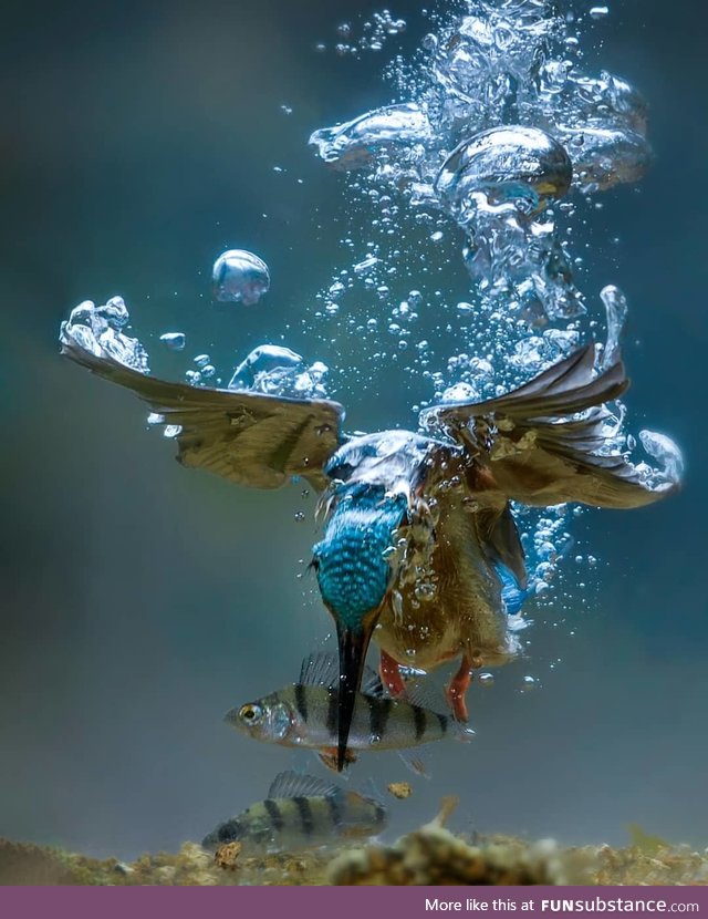 Kingfisher bird goes fishing