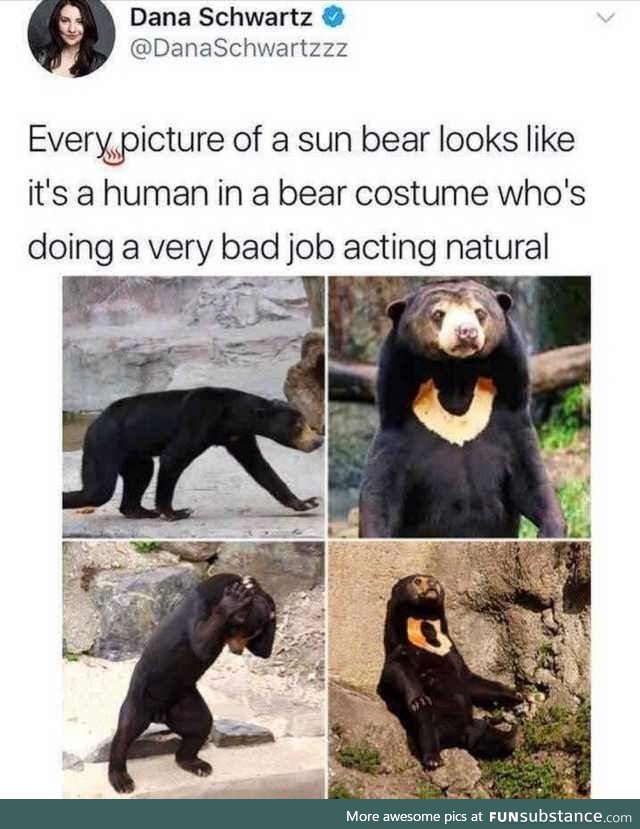 Excuse me, I am a bear