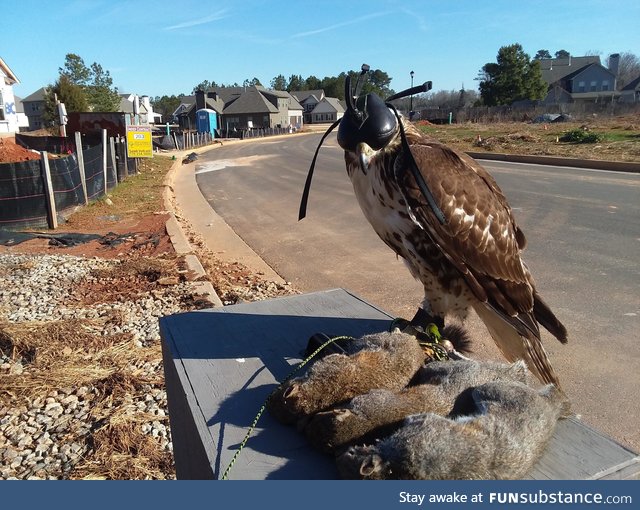 My Red Tailed hawk made her first triple kill this morning