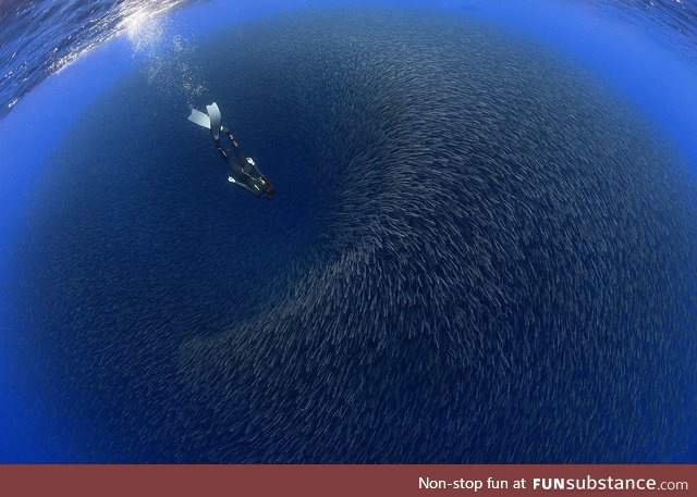 Diving into a school of fish