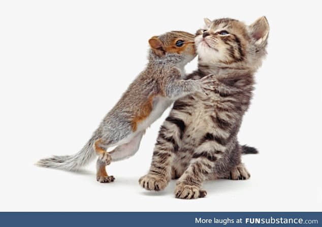 Squirrel and a Kitten