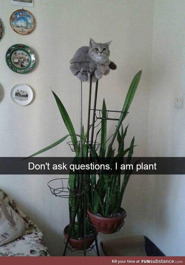 It's a catus