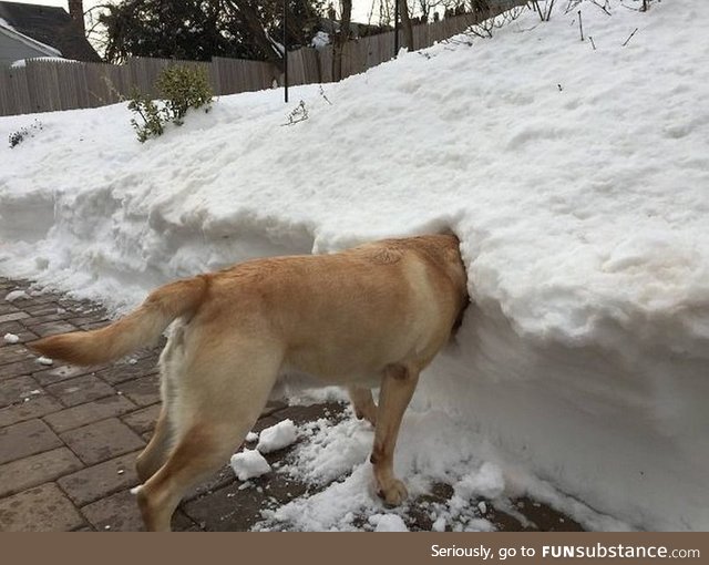 Dog's Head in the Snow