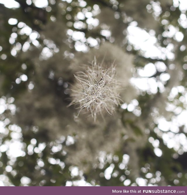 Looking directly up at a very long strand of hanging moss