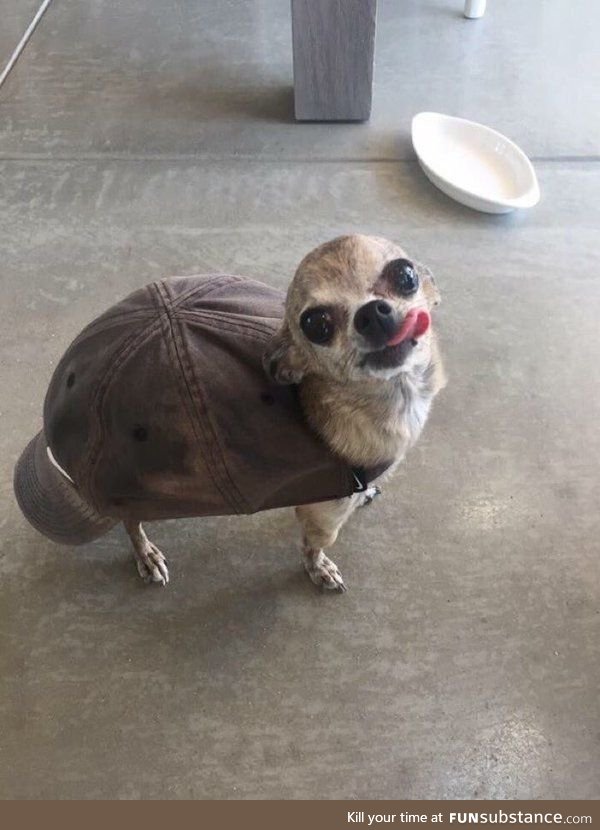Look-a-like-a-turtle