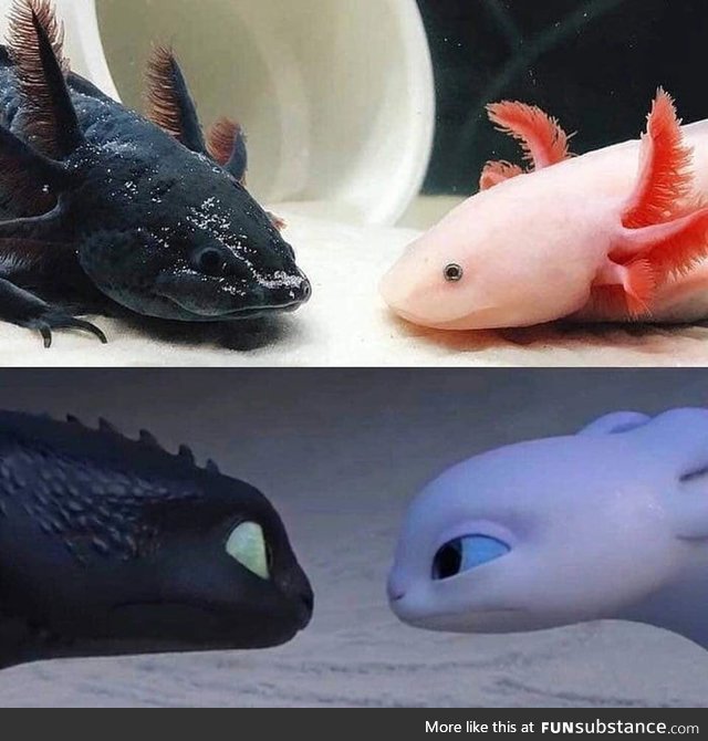 Mexican Ajolote meets How To Train Your Dragon