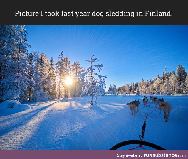 Picture I took last year dog sledding in Finland.