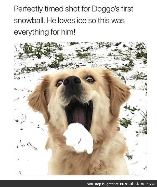 Dog's first snowball