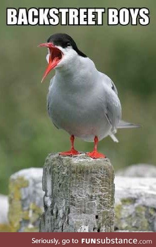 The sound an Arctic Tern makes