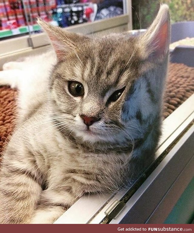 Kitten leans on glass