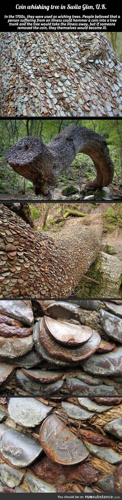 Coin wishing tree in Swila Glen, UK