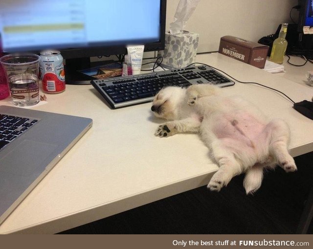 This puppy had a really tough day at work