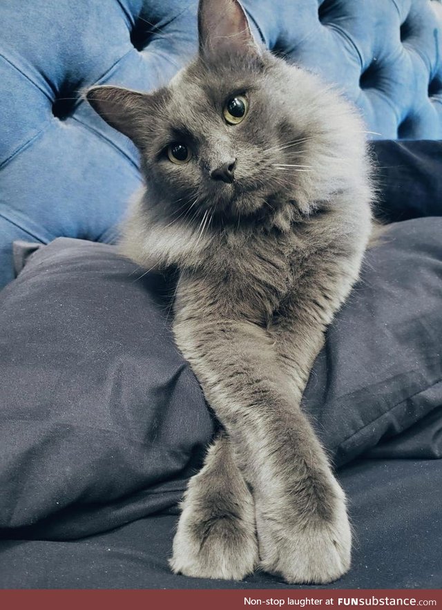 I will never be as elegant as this kitty