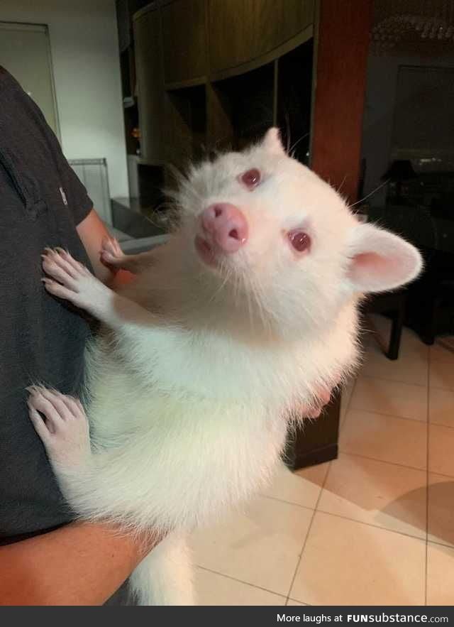 If you never saw one,here is an albino raccoon
