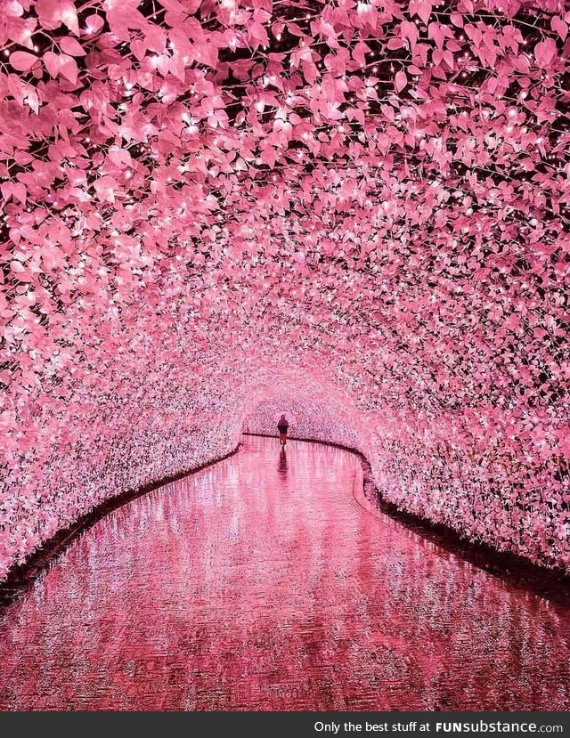 Cherry Blossom Tunnel in Japan