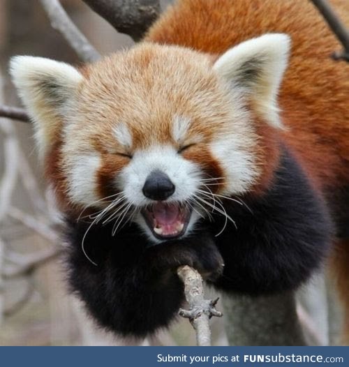 A happy red panda