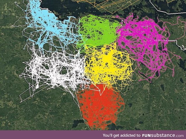 "An image of GPS tracking of multiple wolves in six different packs around