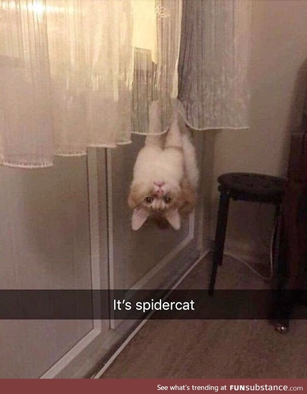 Friendly neighborhood spidercat