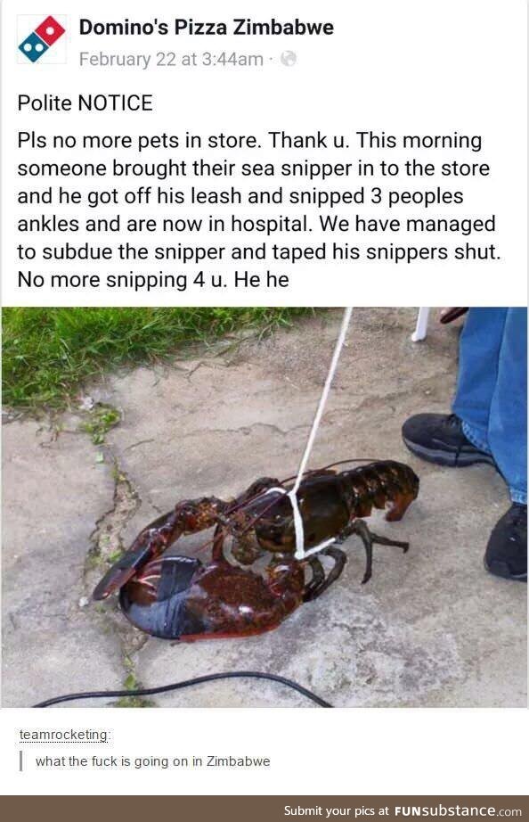 Snib snab, I desire a sea snipper