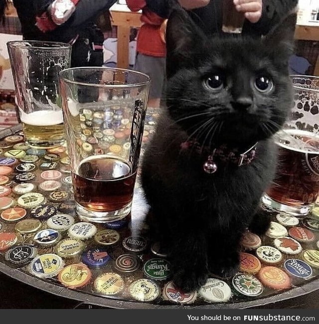 This bar's most adorable customer!