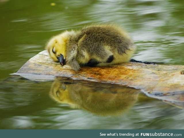 Duckling sleeping on a long