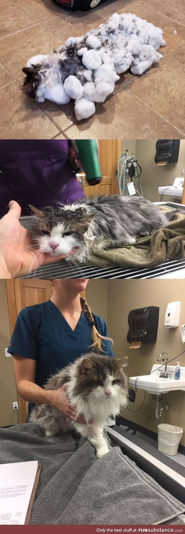 Frozen cat revived after being found in Montana snow bank