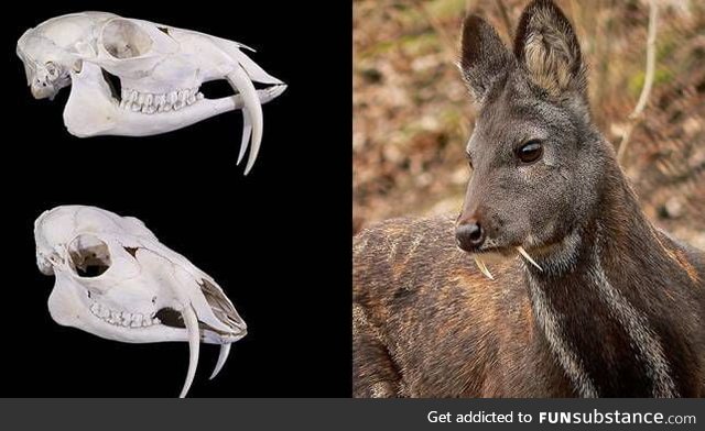 The Siberian Musk Deer has fangs