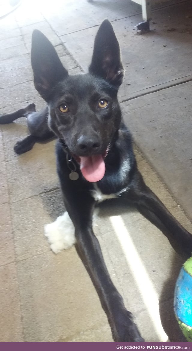 Kelpie Dingo cross I am currently looking after with ny family