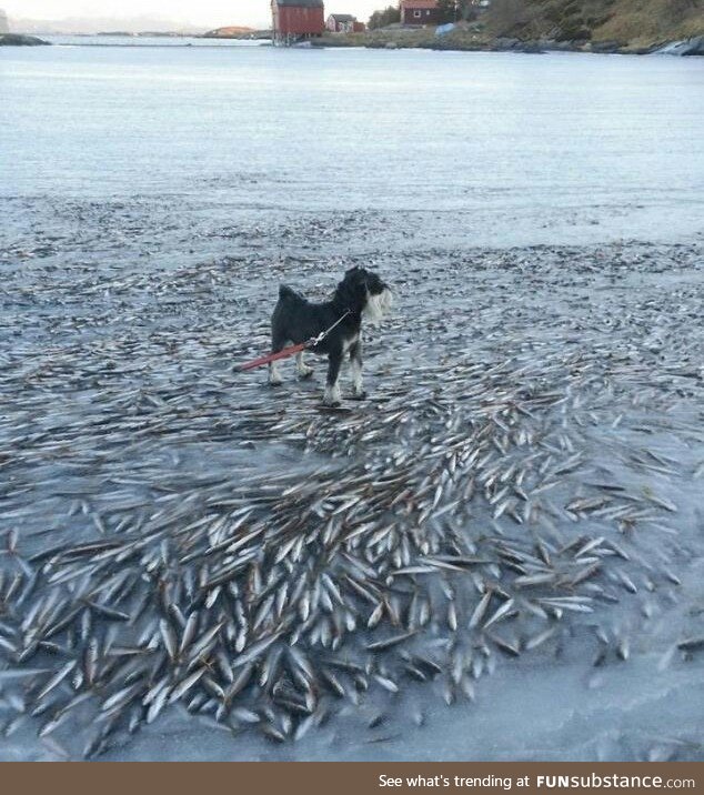 A large school of fish is frozen right under the surface of the water surface, near Lovund