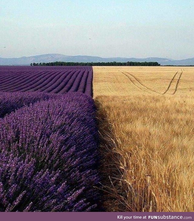 A lavender field next to a wheat field
