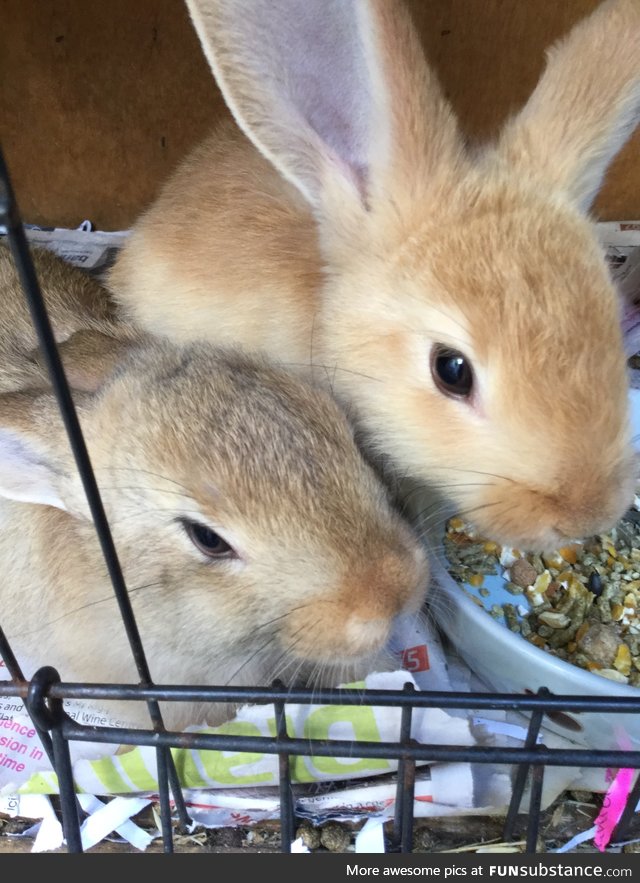 I babysit rabbits for the RSPCA. Thought I might share since everyone is posting