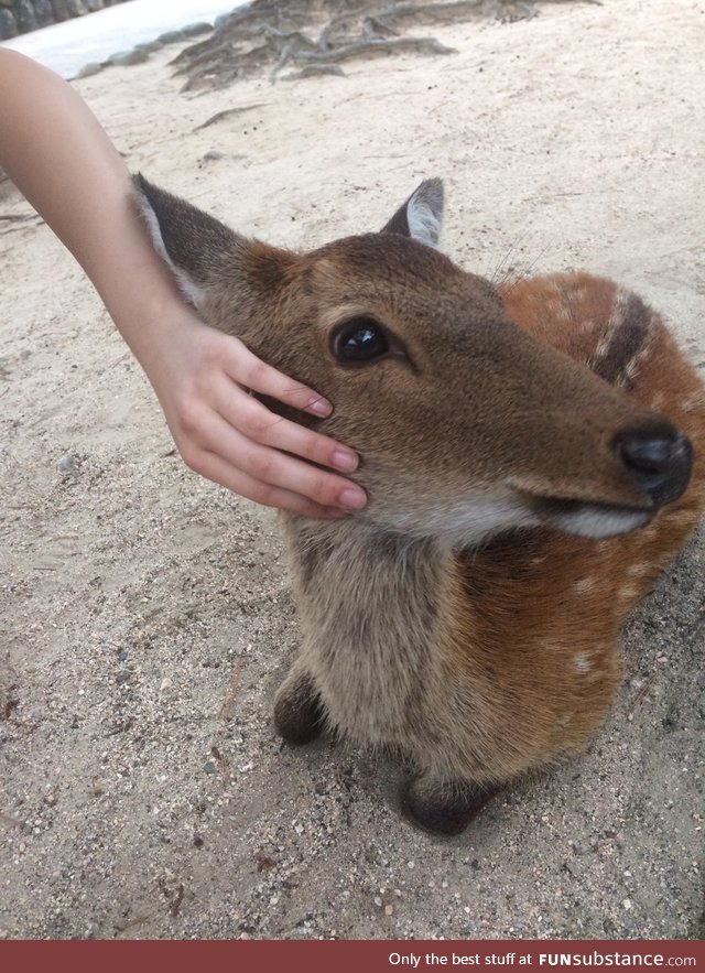 And to top it off, a beautiful deer I found on Myajima island!