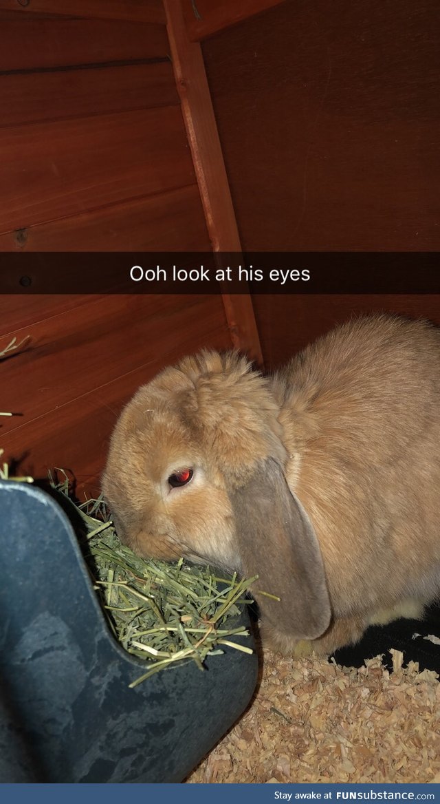I just thought I'd share the picture of my bunny with everybody