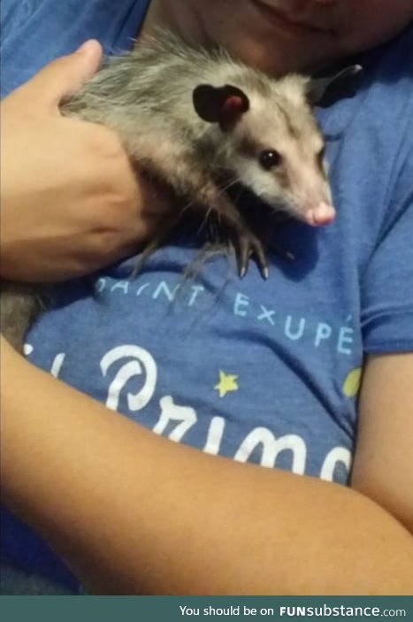 This is Momo the possum