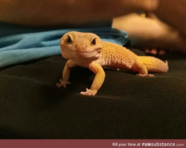 This is my leopard gecko JUSTICE!