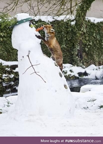 Red Fox Stealing Snowman's Nose in Winter