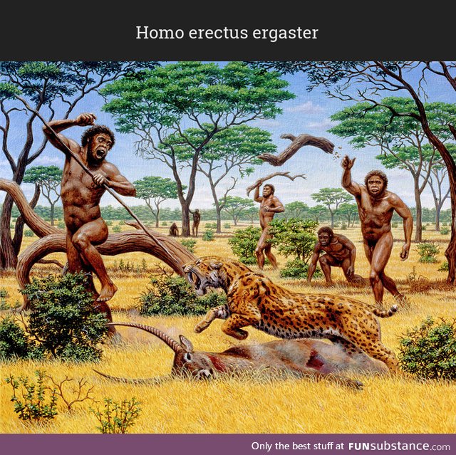 Daily Dose of Prehistory: Back From Extinction 35
