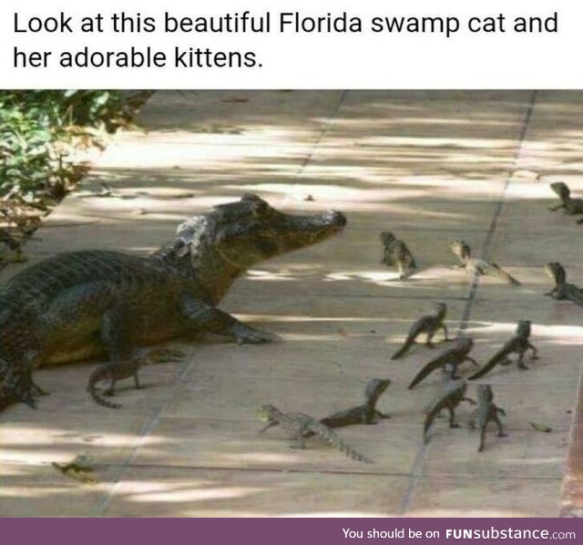 Swamp cats..... Frickin nuisance
