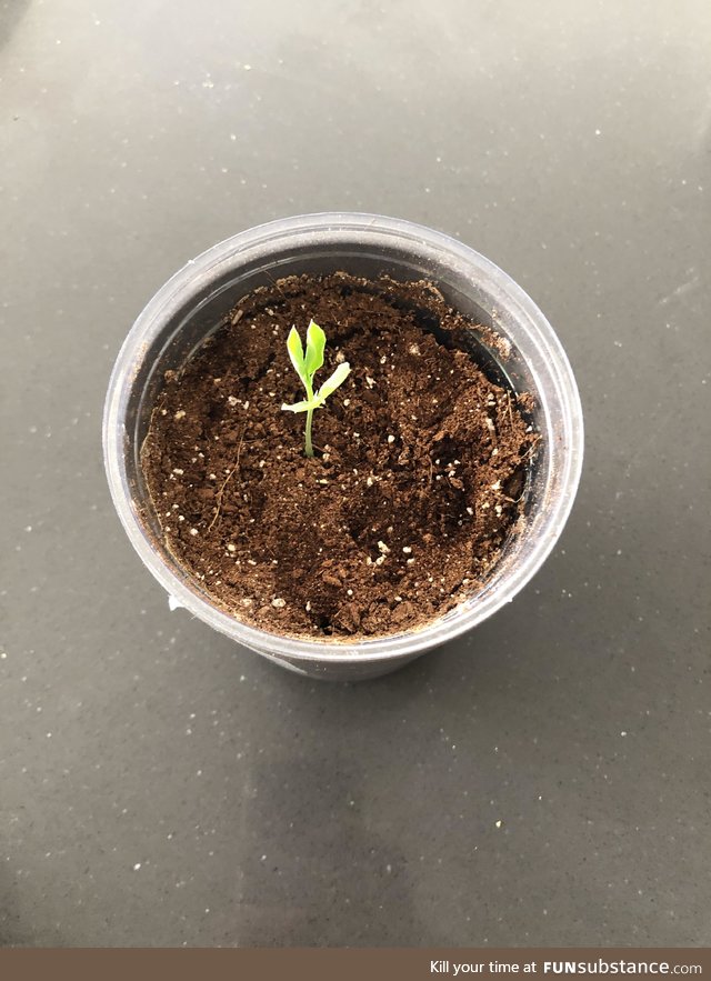 My plant is growing!