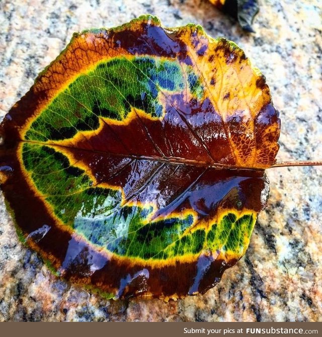 My friends and I found a leaf stuck between seasons