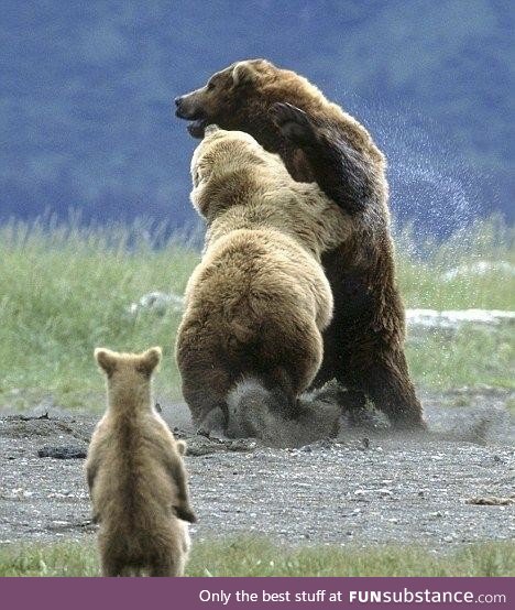 It is not wise to mess with mamma bear