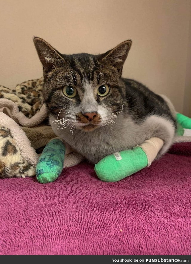 A cat rescued from the Camp fire in California