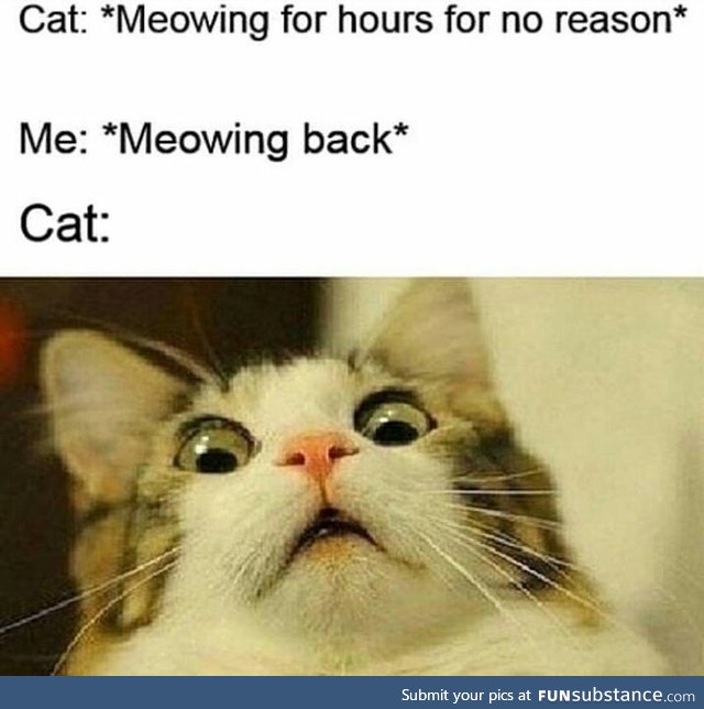 Meow meow mf