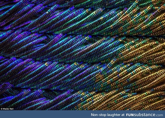 Magnified peacock feather
