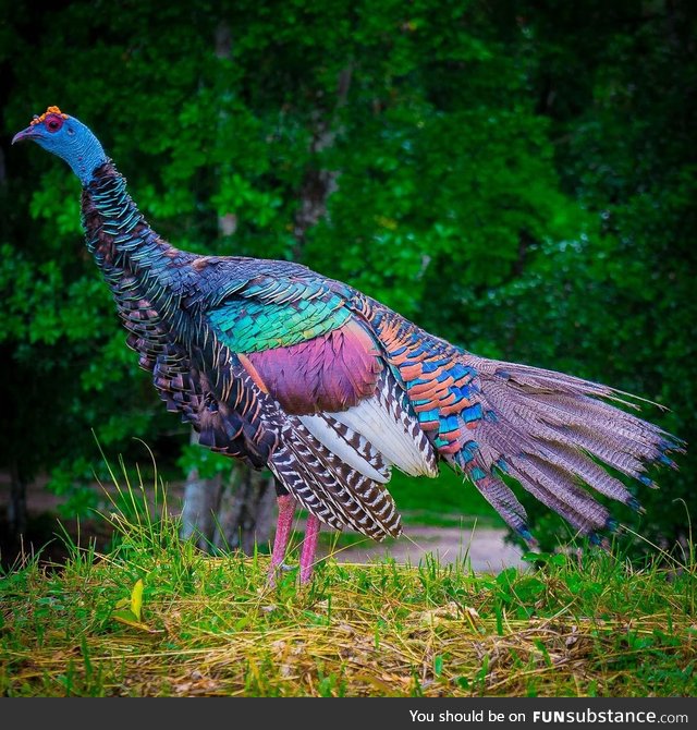 This is what an Ocellated Turkey looks like