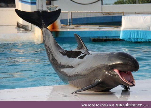 A wolphin, a hybrid born from a mating of a female common bottlenose dolphin with a male