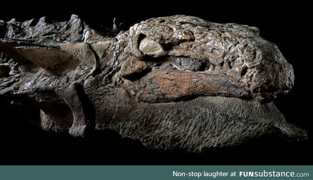 This isn't a dinosaur fossil; It's a mummy. A 110 million-year-old Nodosaur